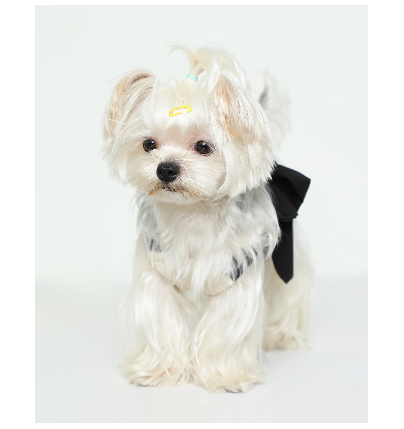 Pet Black Silk Bow Beige Tank Top